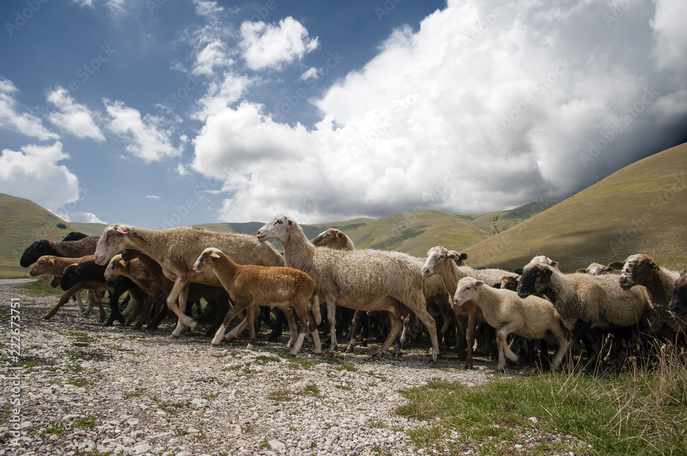 sheep grazing in the plain of castelluccio-umbria.