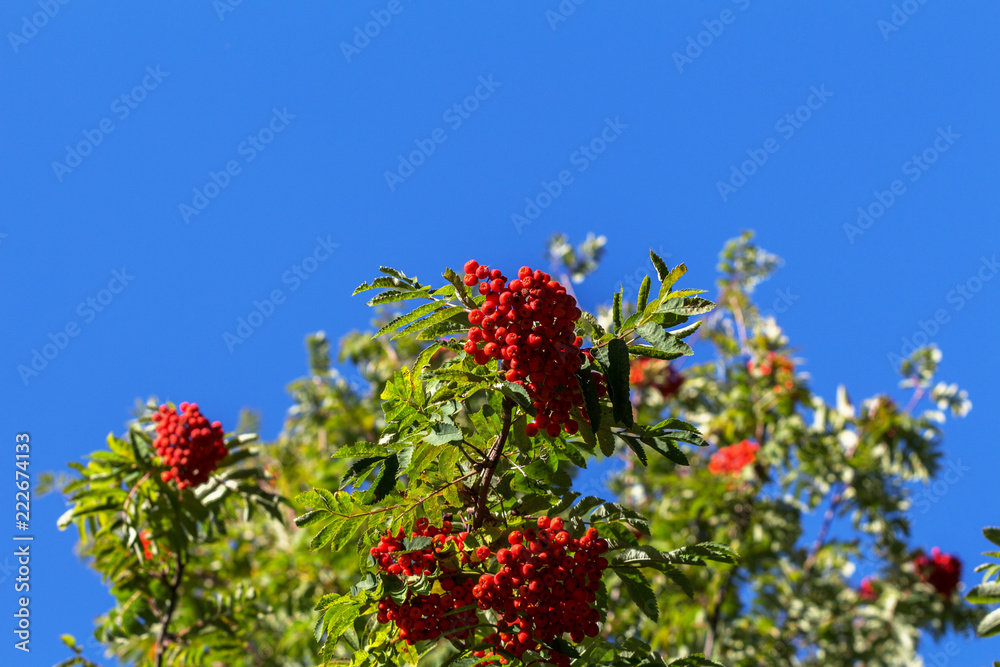 red ashberry against the blue sky red ashberry against the blue sky