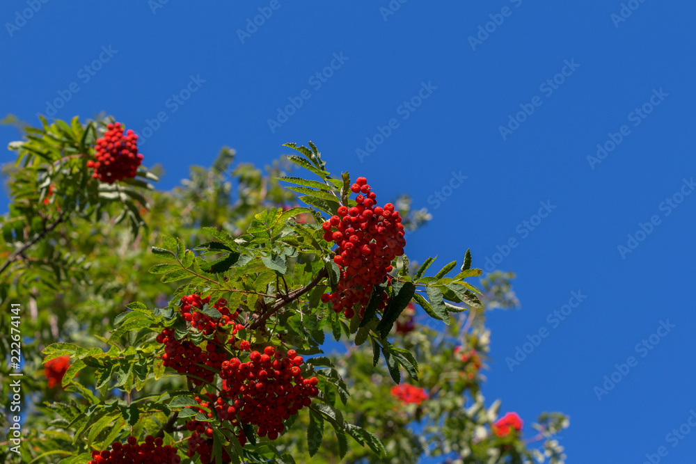 red ashberry against the blue sky
