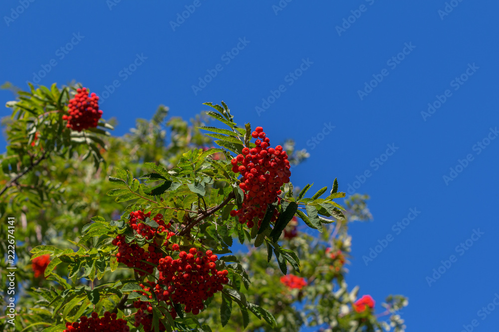 red ashberry against the blue sky red ashberry against the blue sky