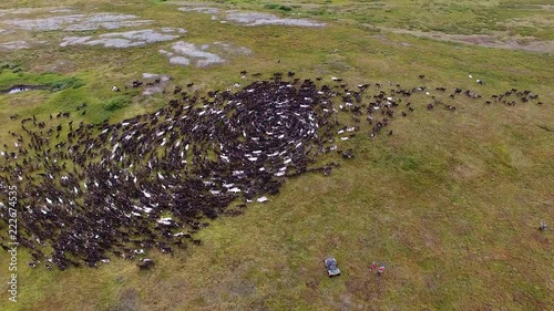 Flying over a Herd of Reindeer.	View of the herd of reindeer from above. Reindeers moving in a circle in the tundra