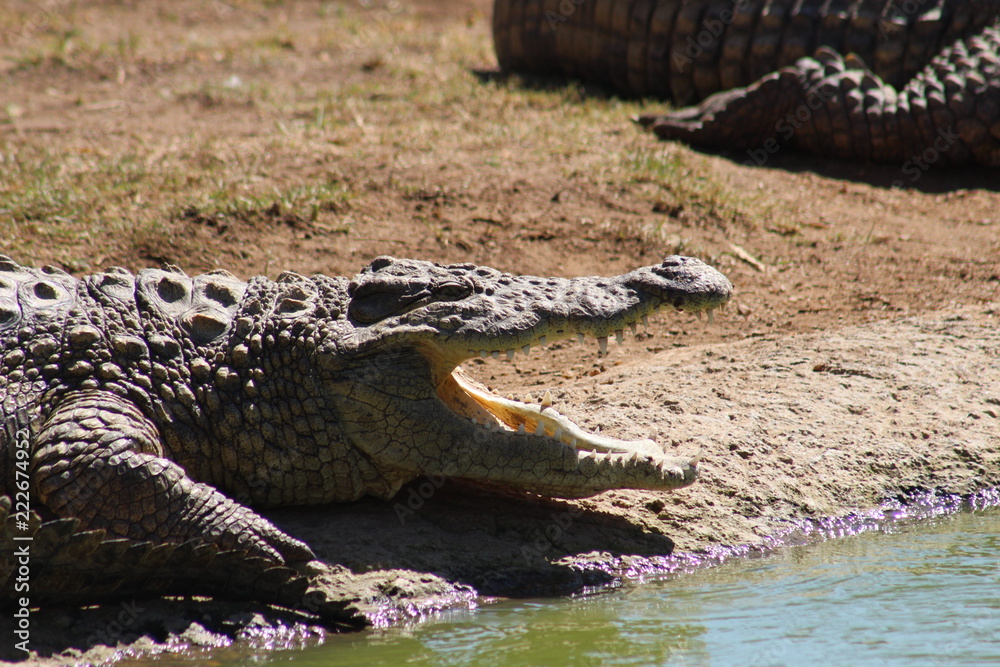 Fototapeta premium Nile Crocodile