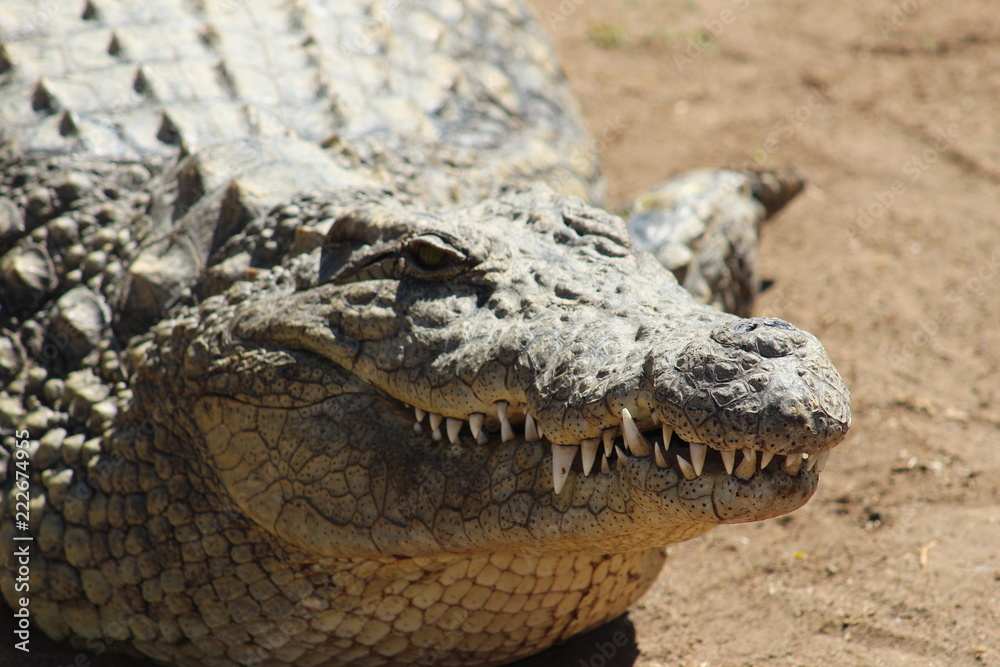 Fototapeta premium Nile Crocodile