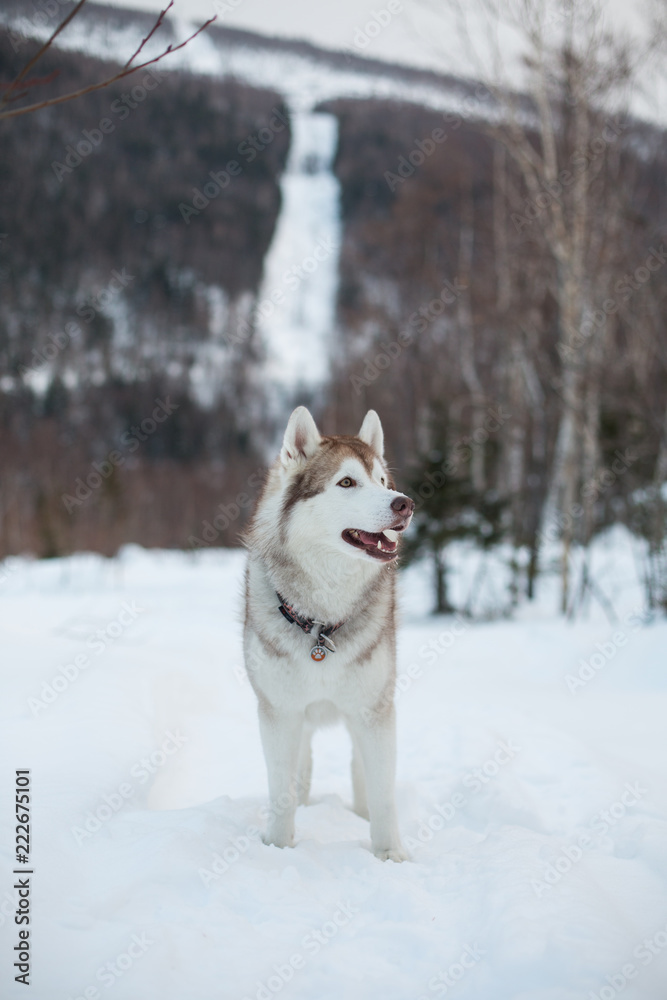 Portrait of beautiful Siberian Husky dog standing on the snow in winter forest on a mountain background Portrait of beautiful Siberian Husky dog standing on the snow in winter forest on a mountain background