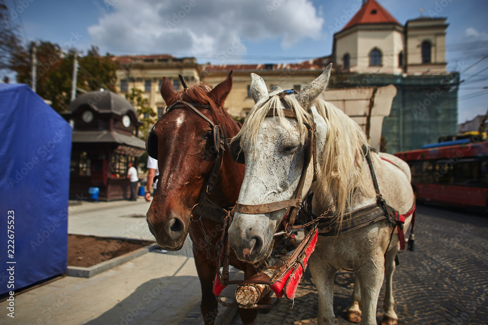 horses and carriage