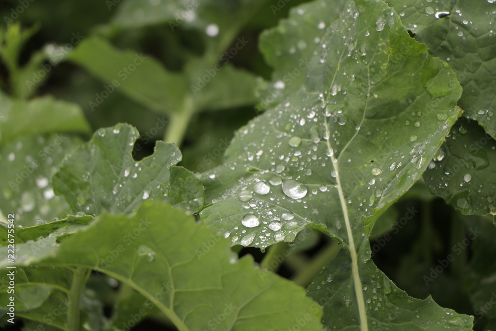 green leaf green leaf