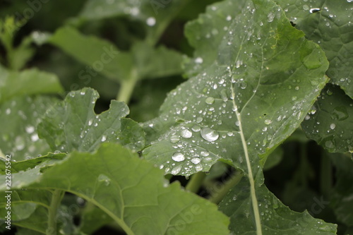 green leaf