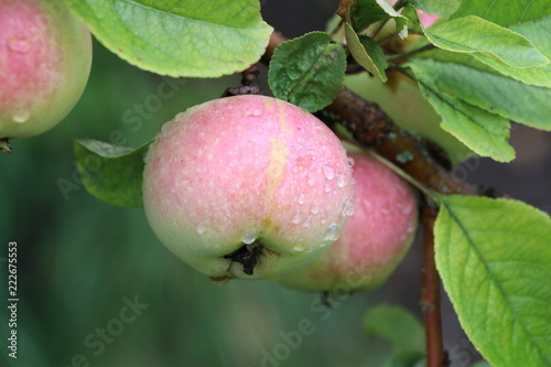 apples on a branch