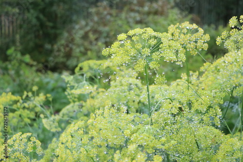 dewdrop 