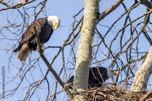 pair of Bald eagles at nest
