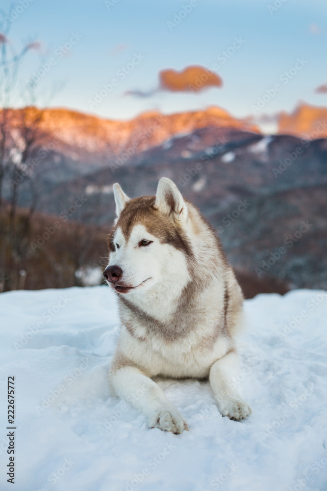 Profile Portrait of siberian Husky dog lying is on the snow in winter forest at sunset on mountain background