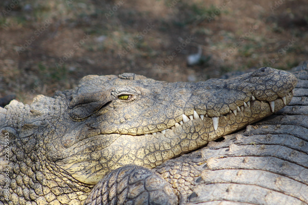 Fototapeta premium Nile Crocodile