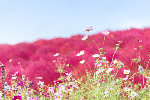 Kochia and cosmos filed Hitachi Ibaraki Japan