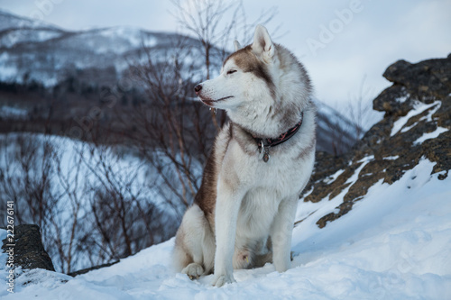 Beige and white Siberian husky sitting on the snow on a mountain in the background of mountains and forests.