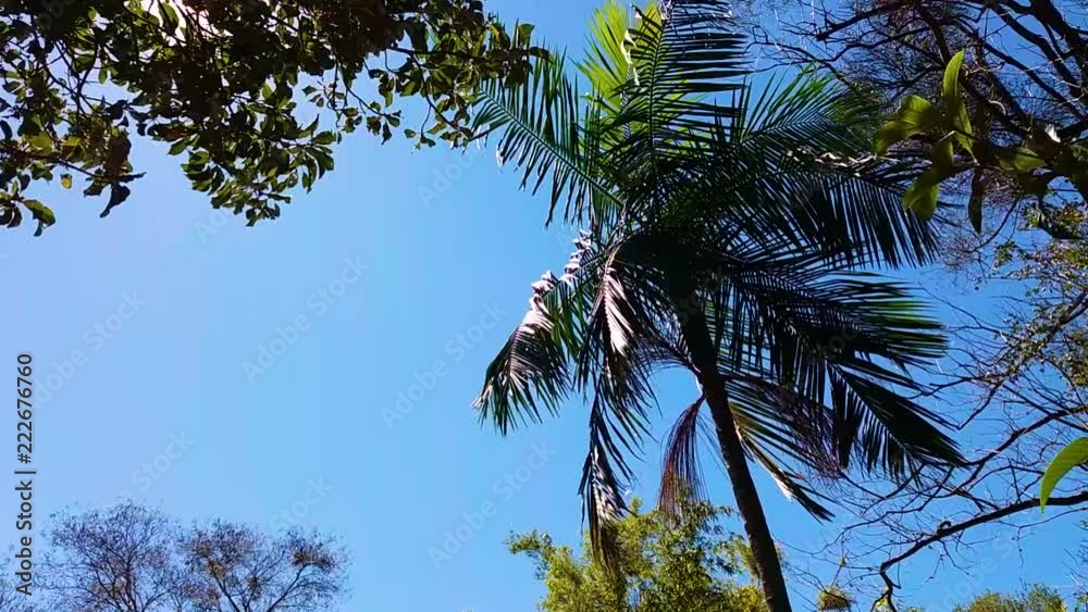 Palmeira com Céu Azul ao Fundo, Sol por de trás de Galhos de Árvores