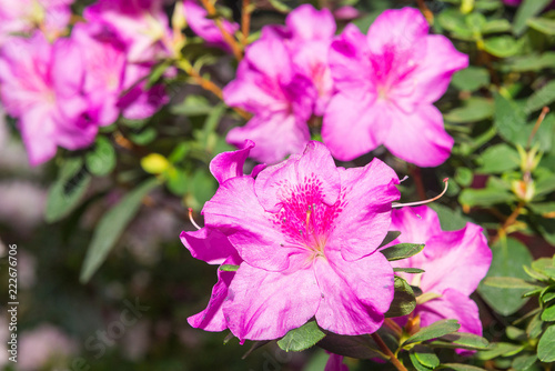 The aroma of flowering azaleas of white, pink, red, bard colors is spread all over the greenhouse.