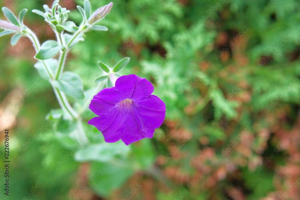 Purple bright petunia on blurry green background. Close up beautiful violet blooming flowers in lush greenery of garden. Purple bright petunia on blurry green background. Close up beautiful violet blooming flowers in lush greenery of garden.