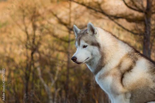 Profile Portrait of gorgeous beige and white Siberian Husky dog in the forest at sunset on mountains background.