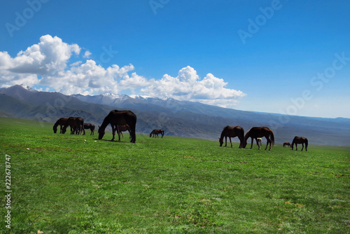  Kyrgyzs horses grazing in a pasture in the early spring. © bajla