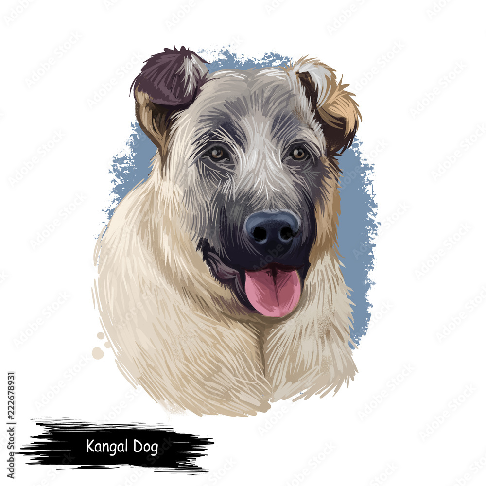 Kangal Dog Kangal Shepherd Dog Sivas Kangal Turkish Kangal