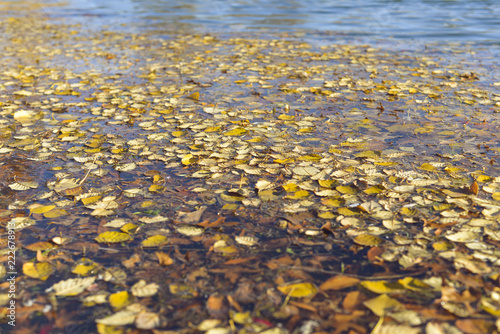 Leaves floating in a river in the fall