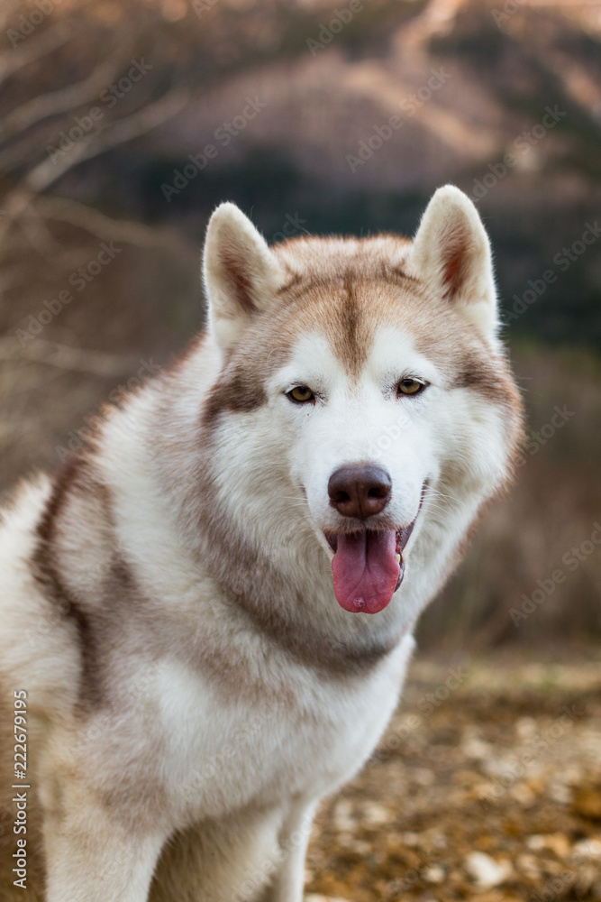 Close-up Portrait of cute beige and white Siberian Husky dog sitting on the hill on mountains background