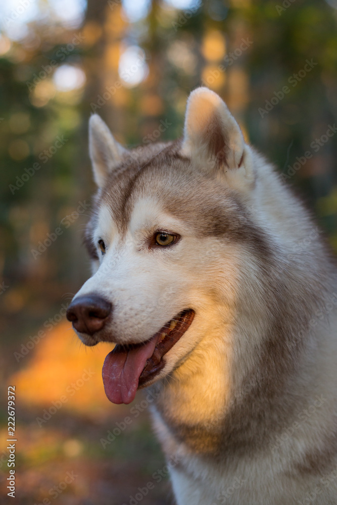 Profile portrait of gorgeous dog breed siberian husky in the forest at sunset