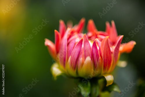 Fototapeta Naklejka Na Ścianę i Meble -  Flowers dahlias in the botanical garden