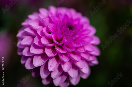Fototapeta Naklejka Na Ścianę i Meble -  Flowers dahlias in the botanical garden