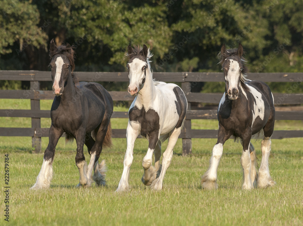 Gypsy weanlings running Gypsy weanlings running