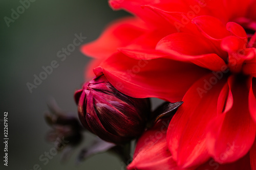 Fototapeta Naklejka Na Ścianę i Meble -  Flowers dahlias in the botanical garden