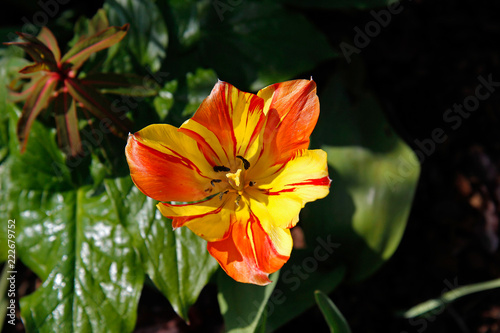 Close up of beautiful yellow and red striped nasturium flower © Nigel