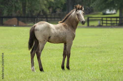 Paso Fino Horse colt