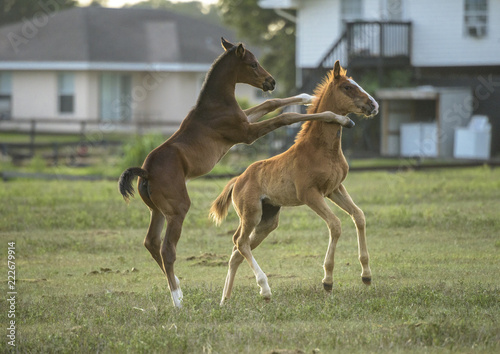 Fotografie Thoroughbred horse foals  romp and play in paddock by homes