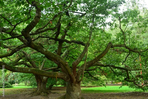 Obraz Gałęzie gałęzi dwóch drzew liściastych