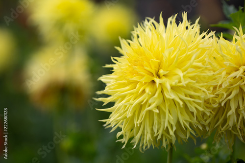 Fototapeta Naklejka Na Ścianę i Meble -  Flowers dahlias in the botanical garden