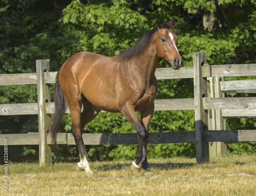 Thoroughbred horse in paddock