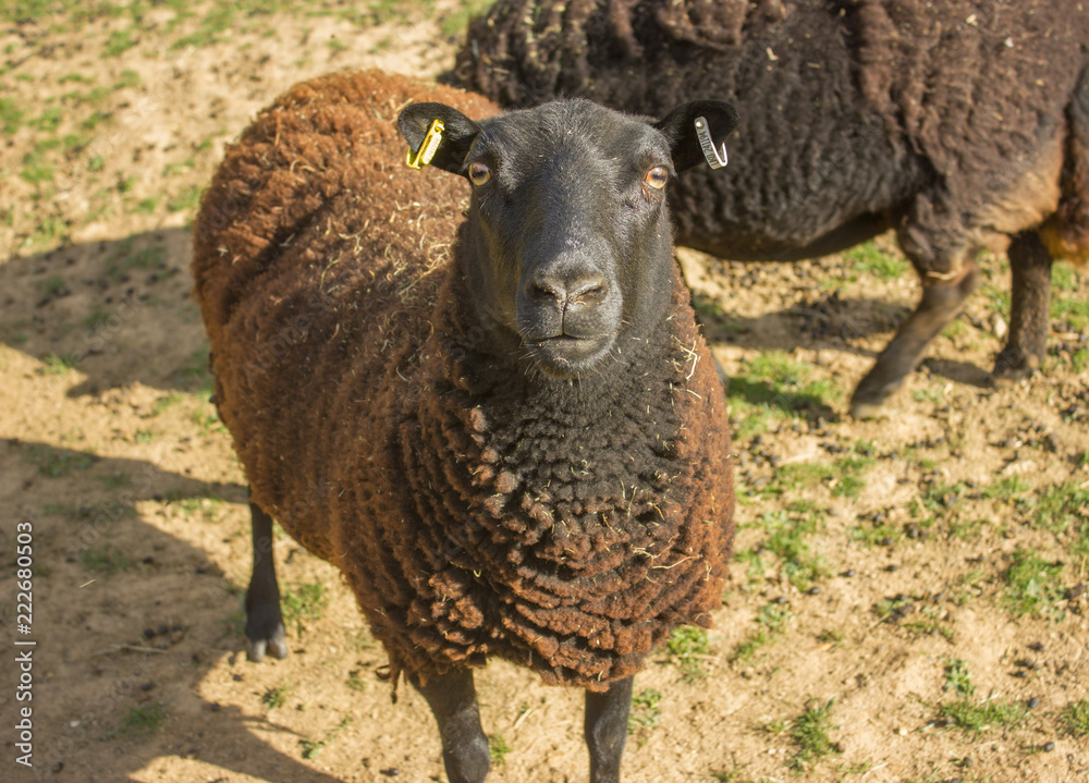 large brown sheep large brown sheep