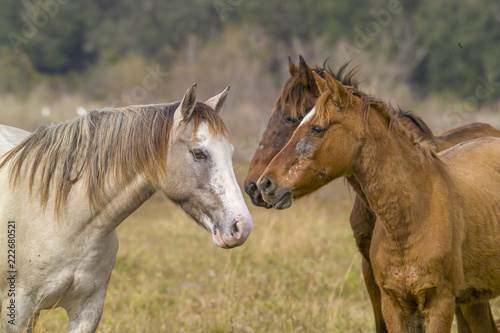 Spanish Mustang horses with skin problems © Mark J. Barrett