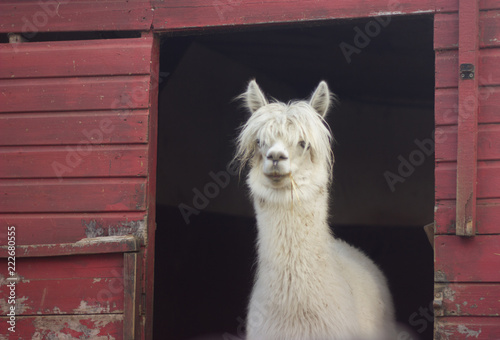 Wallpaper Mural muzzle of white llama alpaca with bangs Torontodigital.ca