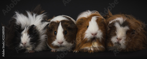 Four guinea pigs in studio shot photo