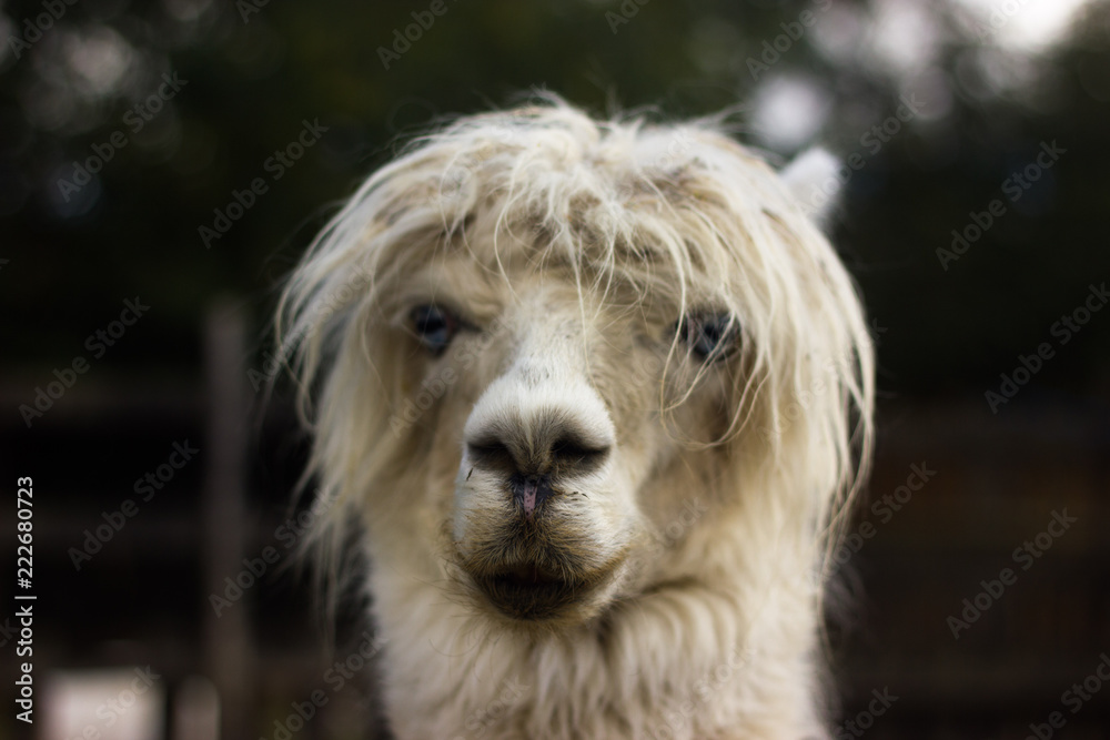 white and icory muzzle llama and alpaca with piercing eyes white and icory muzzle llama and alpaca with piercing eyes
