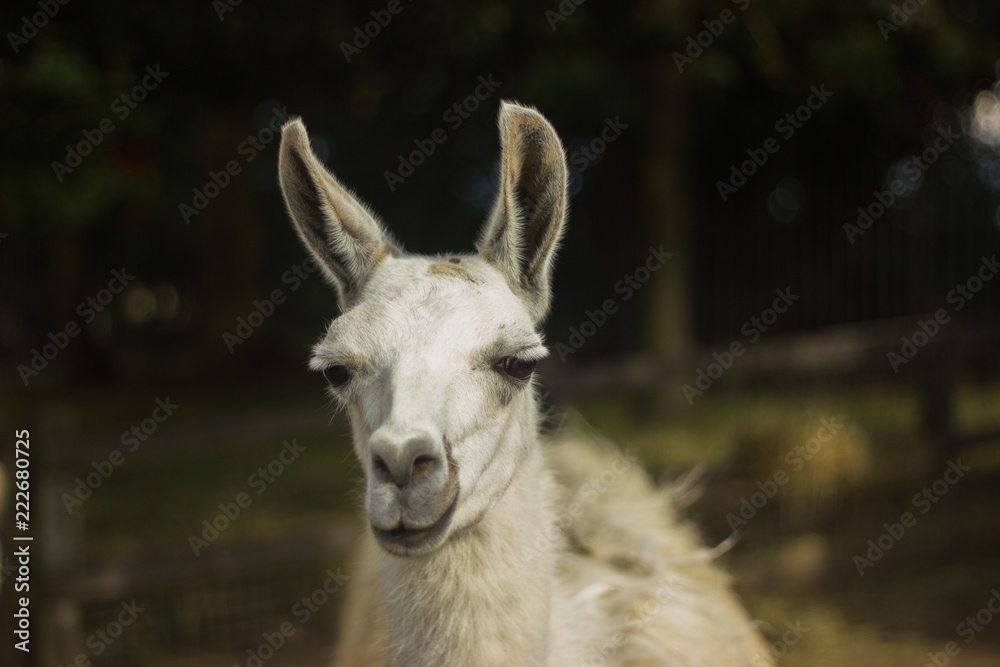 white and icory muzzle llama and alpaca with piercing eyes