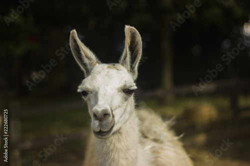 white and icory muzzle llama and alpaca with piercing eyes