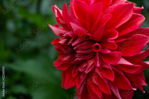 Fototapeta Naklejka Na Ścianę i Meble -  Flowers dahlias in the botanical garden