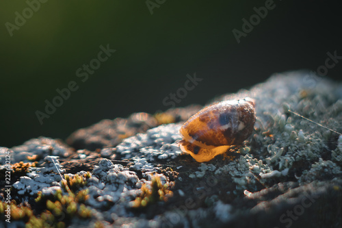 Garden snail