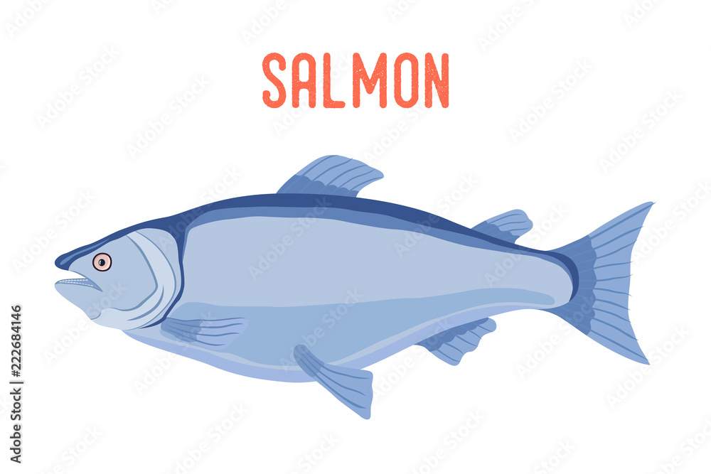 Vector salmon fish, fresh seafood. Vector salmon fish, fresh seafood.