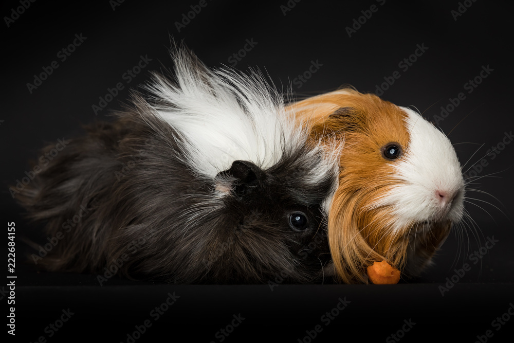 Two guinea pigs eating a carrot Two guinea pigs eating a carrot