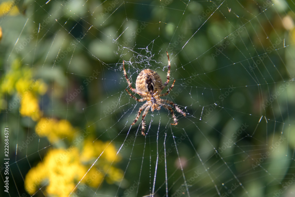 Spider in center of web macro, blurred back ground. Spider in center of web macro, blurred back ground.