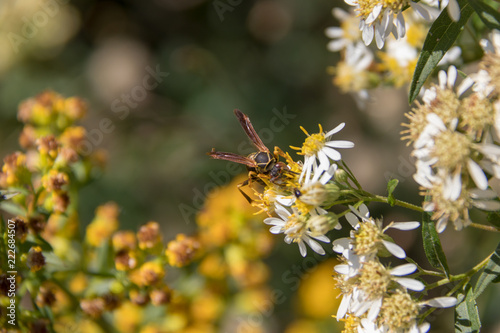 Wasp on flower macro, summer sun.